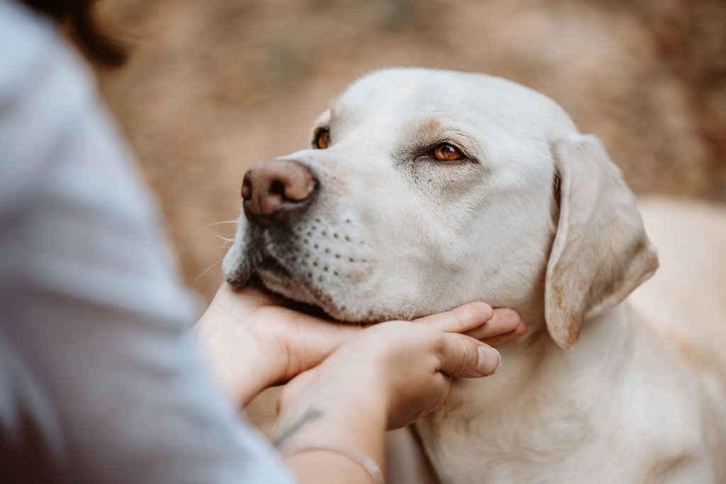 REiCO Vertriebspartner werden hund4