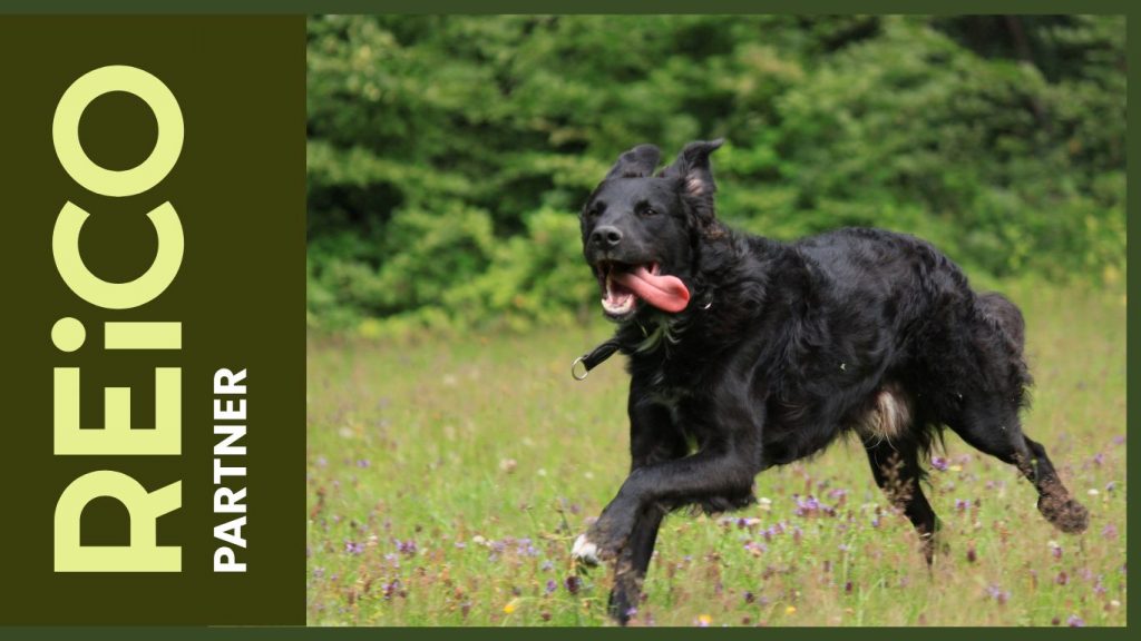 REiCO Hundefutter bestellen Petra Weidner Hundemahlzeit.eu Futterberatung Artgerecht Mineralisches Gleichgewicht